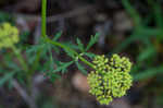 Nuttall's prairie parsley